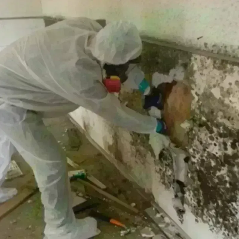 Mold Remediation and Removal in Phillipsburg, KS